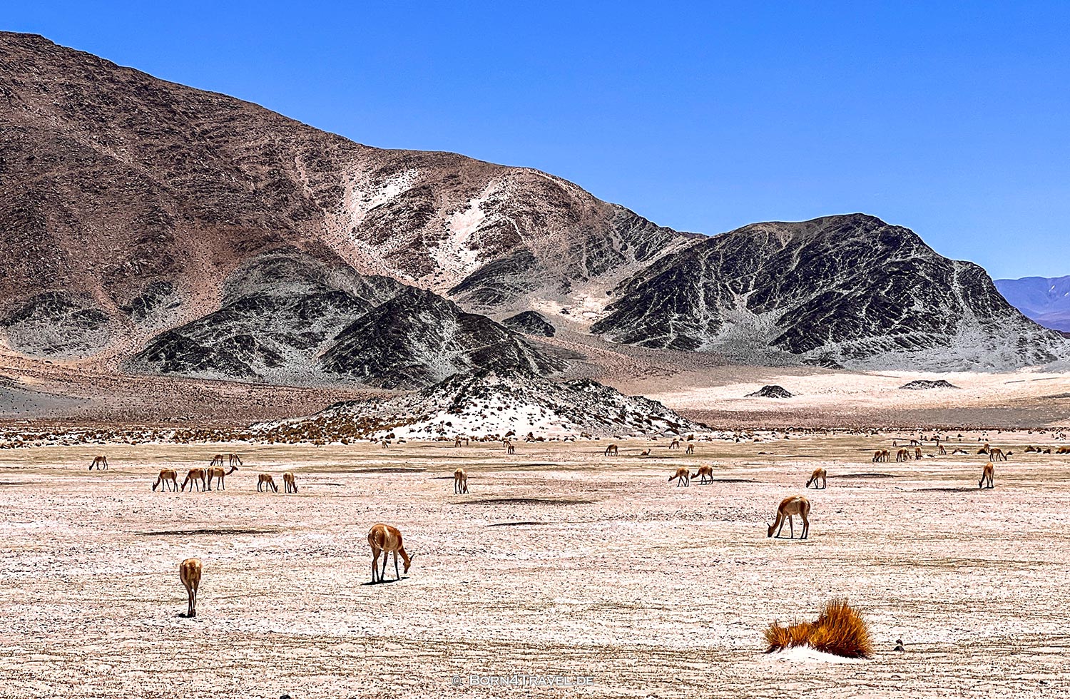 Ruta 43 nach El Peñon,Argentinien2023,born4travel.de