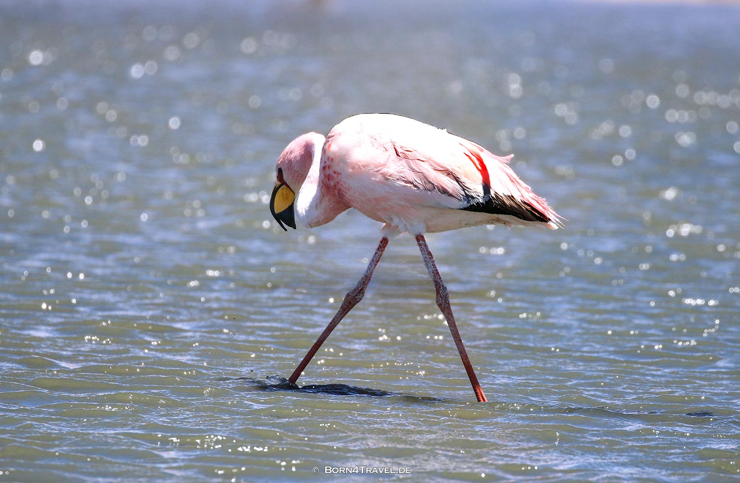 Flamingo in Laguna Carachi Pampa,Argentinien2023,born4travel.de