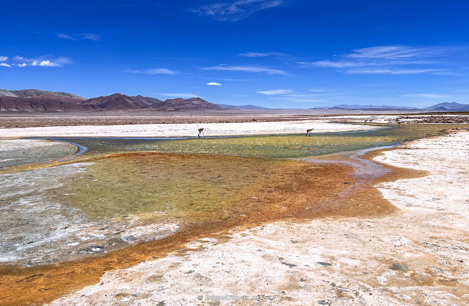 Laguna Carachi Pampa,Argentinien2023,born4travel.de