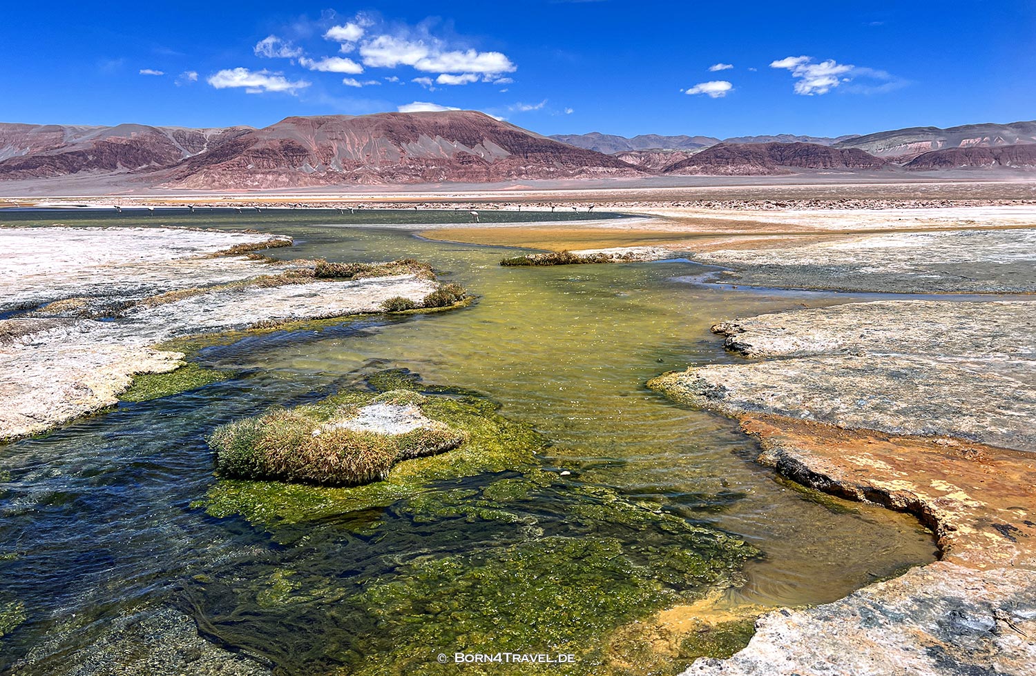 Laguna Carachi Pampa,Argentinien2023,born4travel.de