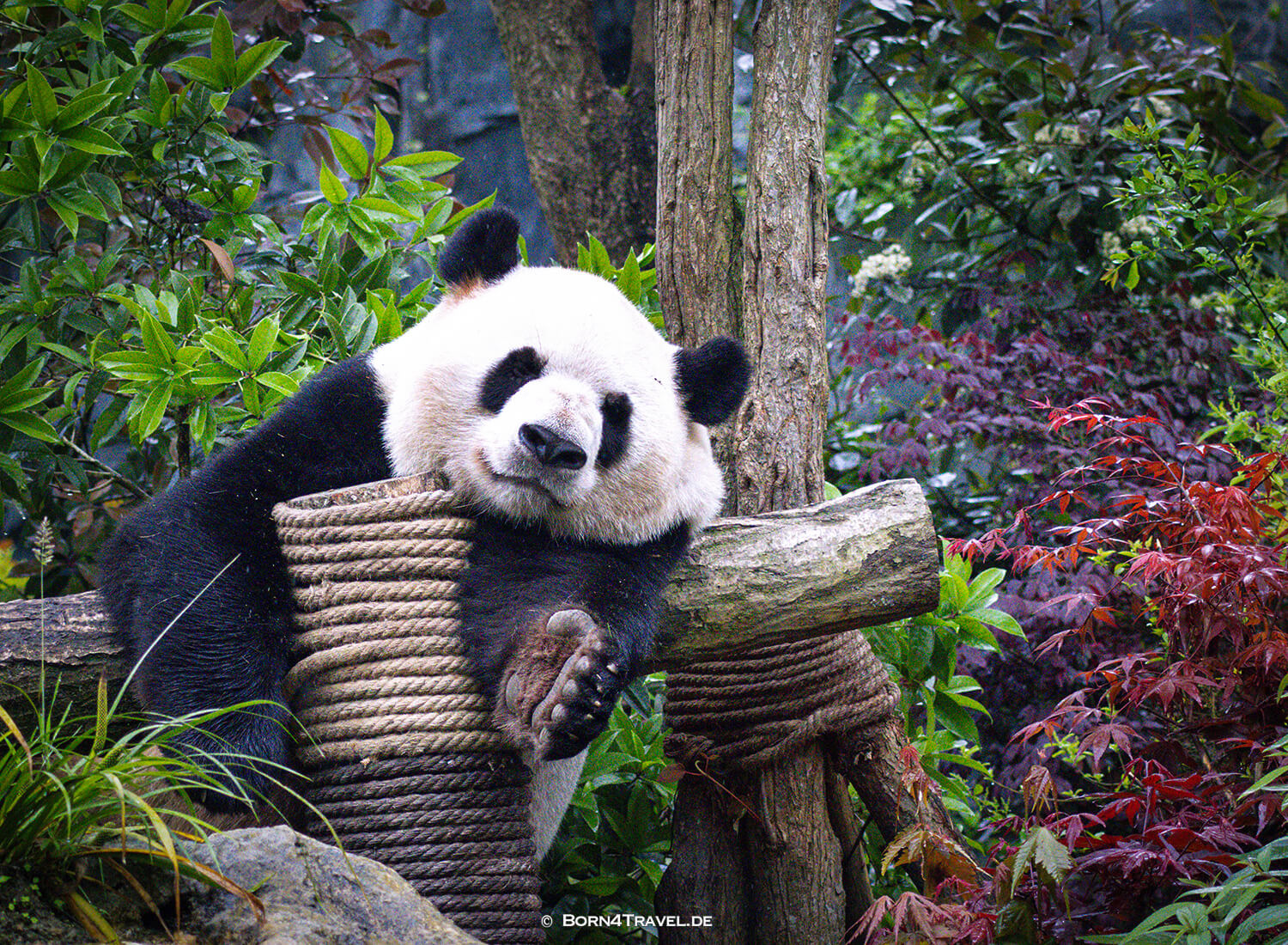 Dujiangyan Panda Park,Panda Valley, Chengdu,China2026,born4travel.de