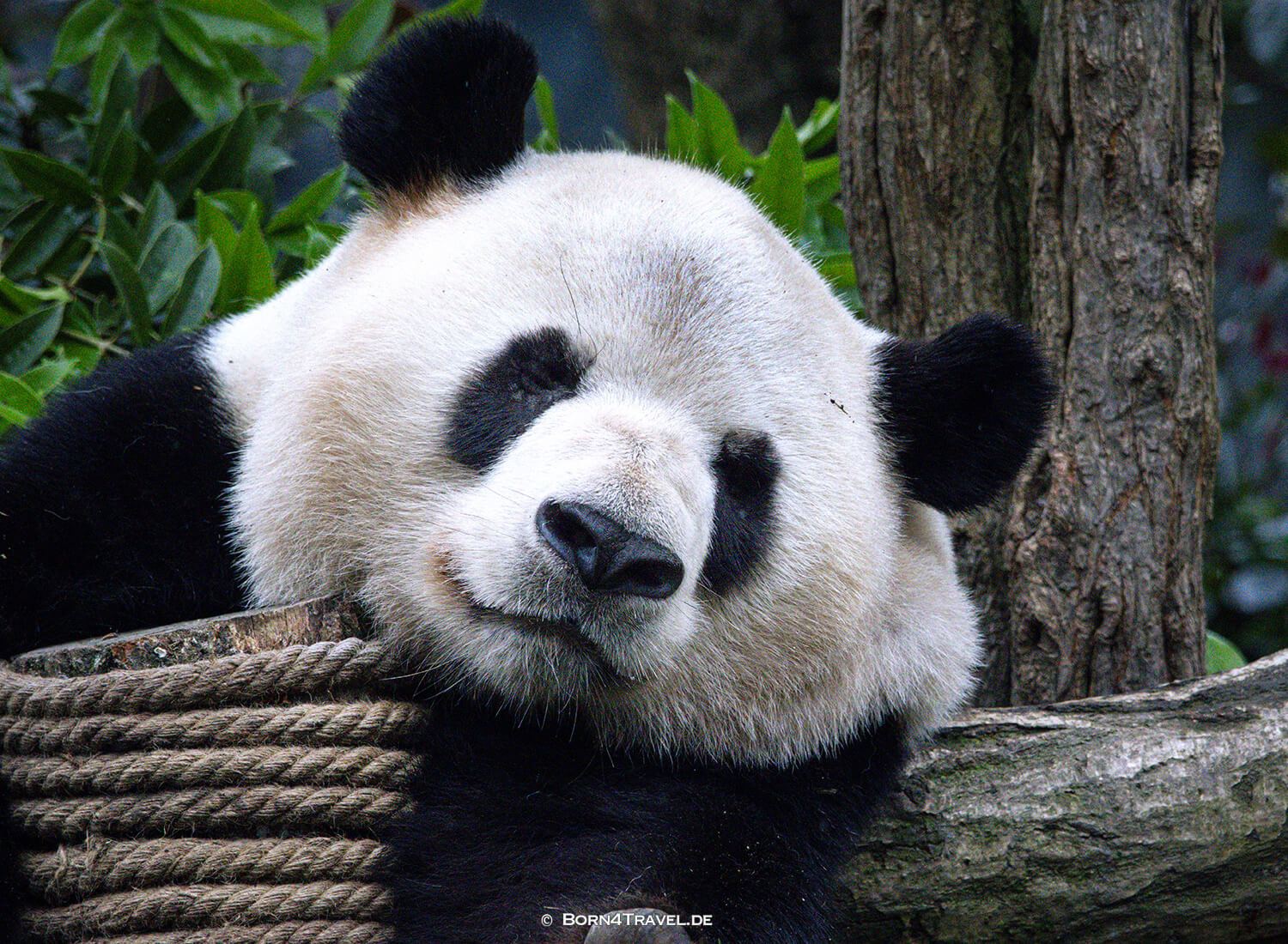 Dujiangyan Panda Park,Panda Valley, Chengdu,China2026,born4travel.de
