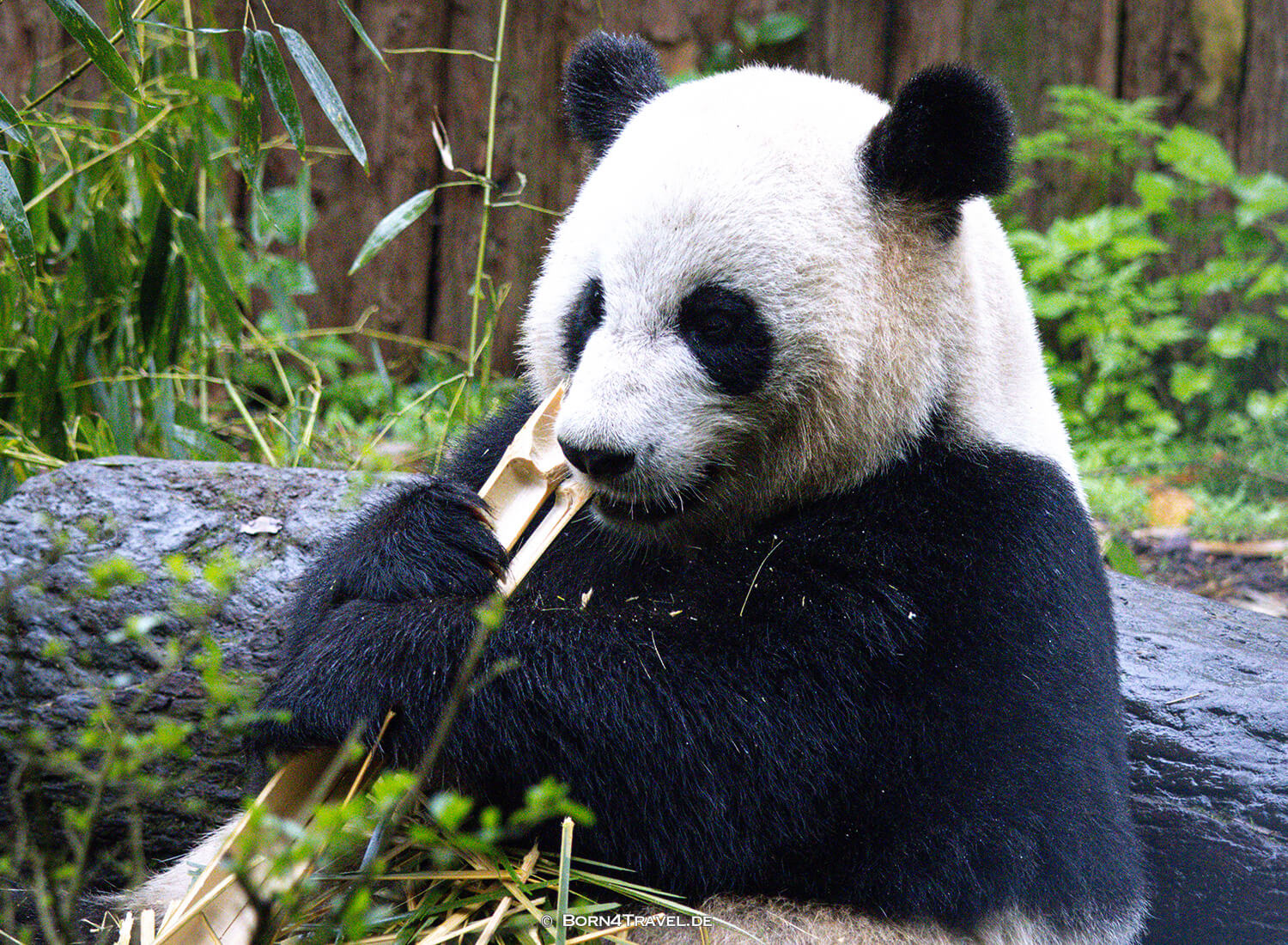 Dujiangyan Panda Park,Panda Valley, Chengdu,China2026,born4travel.de