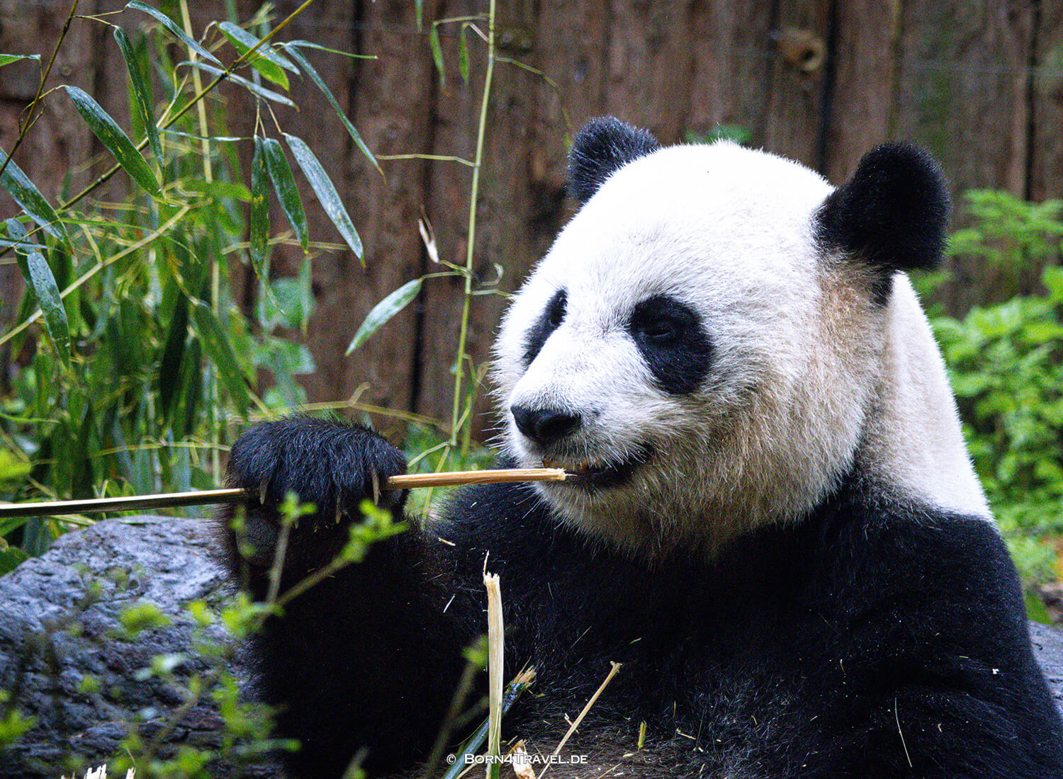 Dujiangyan Panda Park,Panda Valley, Chengdu,China2026,born4travel.de