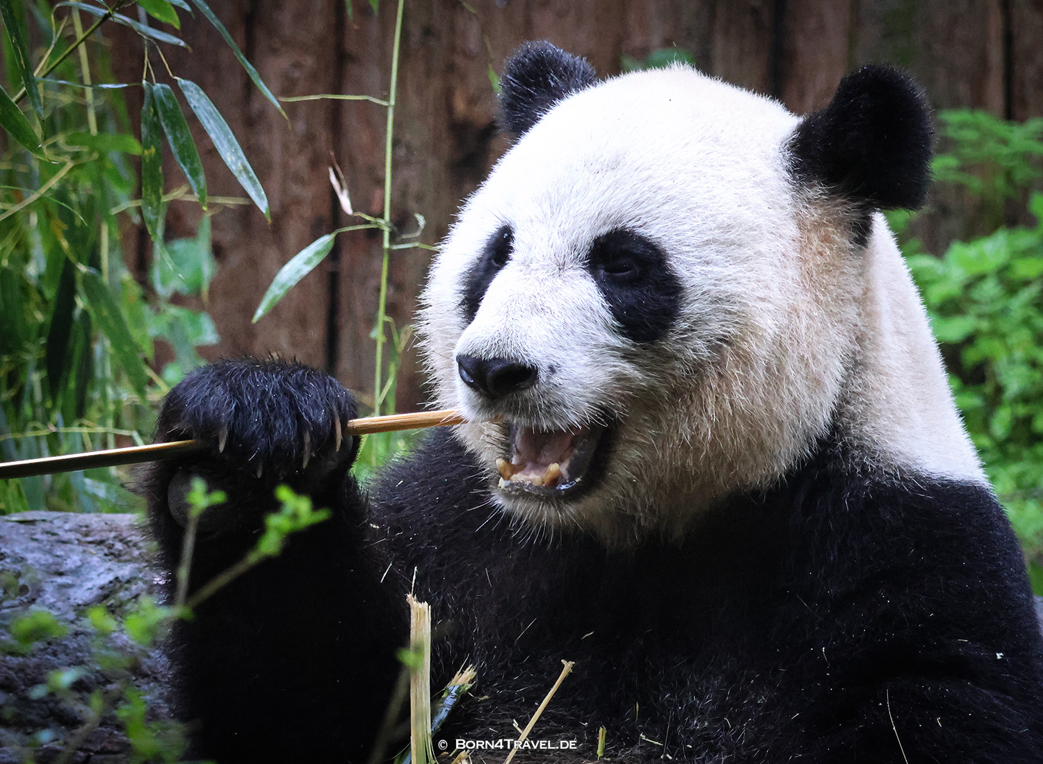 Dujiangyan Panda Park,Panda Valley, Chengdu,China2026,born4travel.de