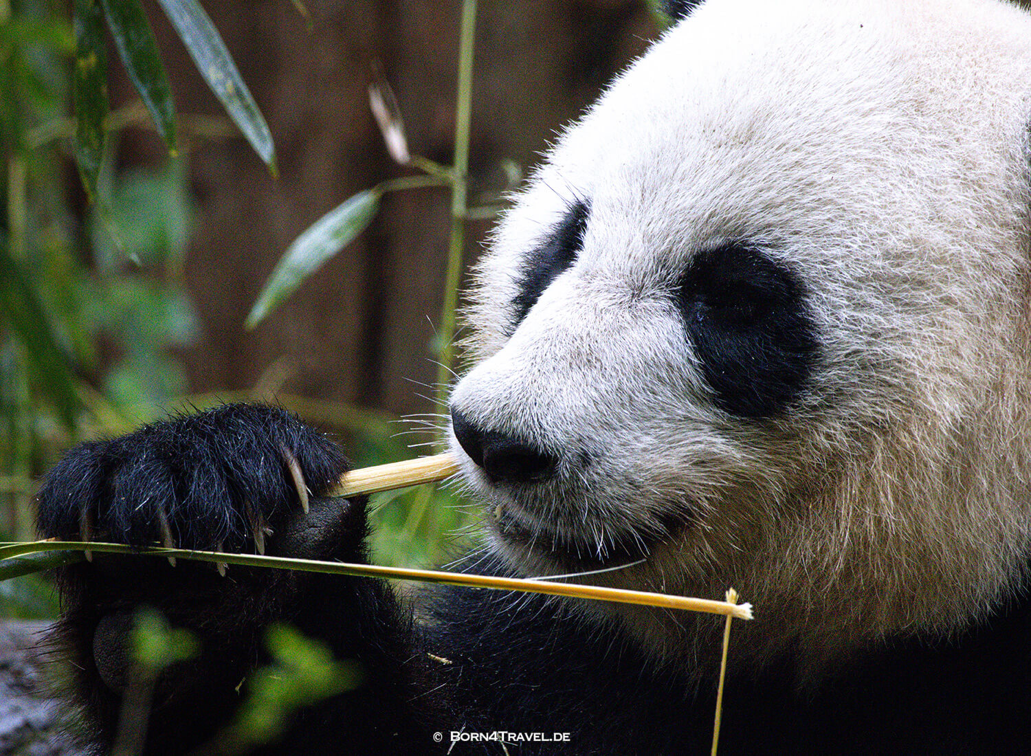 Dujiangyan Panda Park,Panda Valley, Chengdu,China2026,born4travel.de