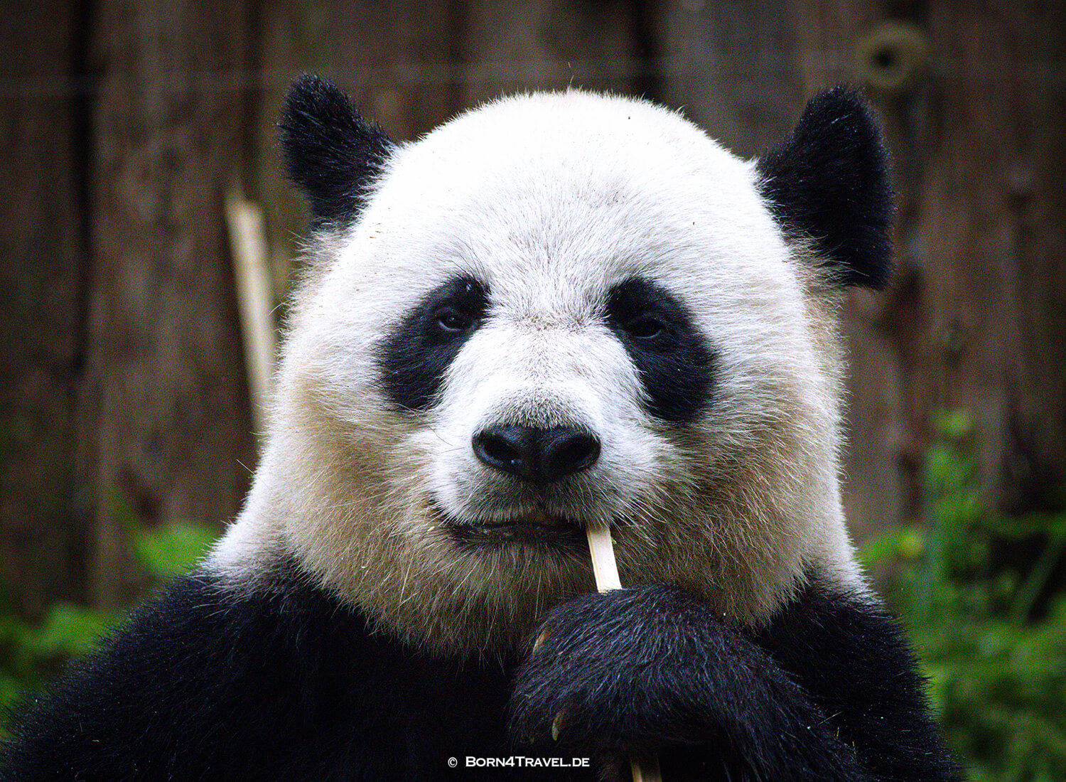 Dujiangyan Panda Park,Panda Valley, Chengdu,China2026,born4travel.de