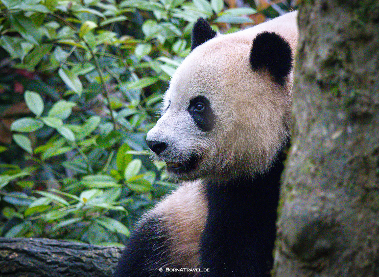 Dujiangyan Panda Park,Panda Valley, Chengdu,China2026,born4travel.de
