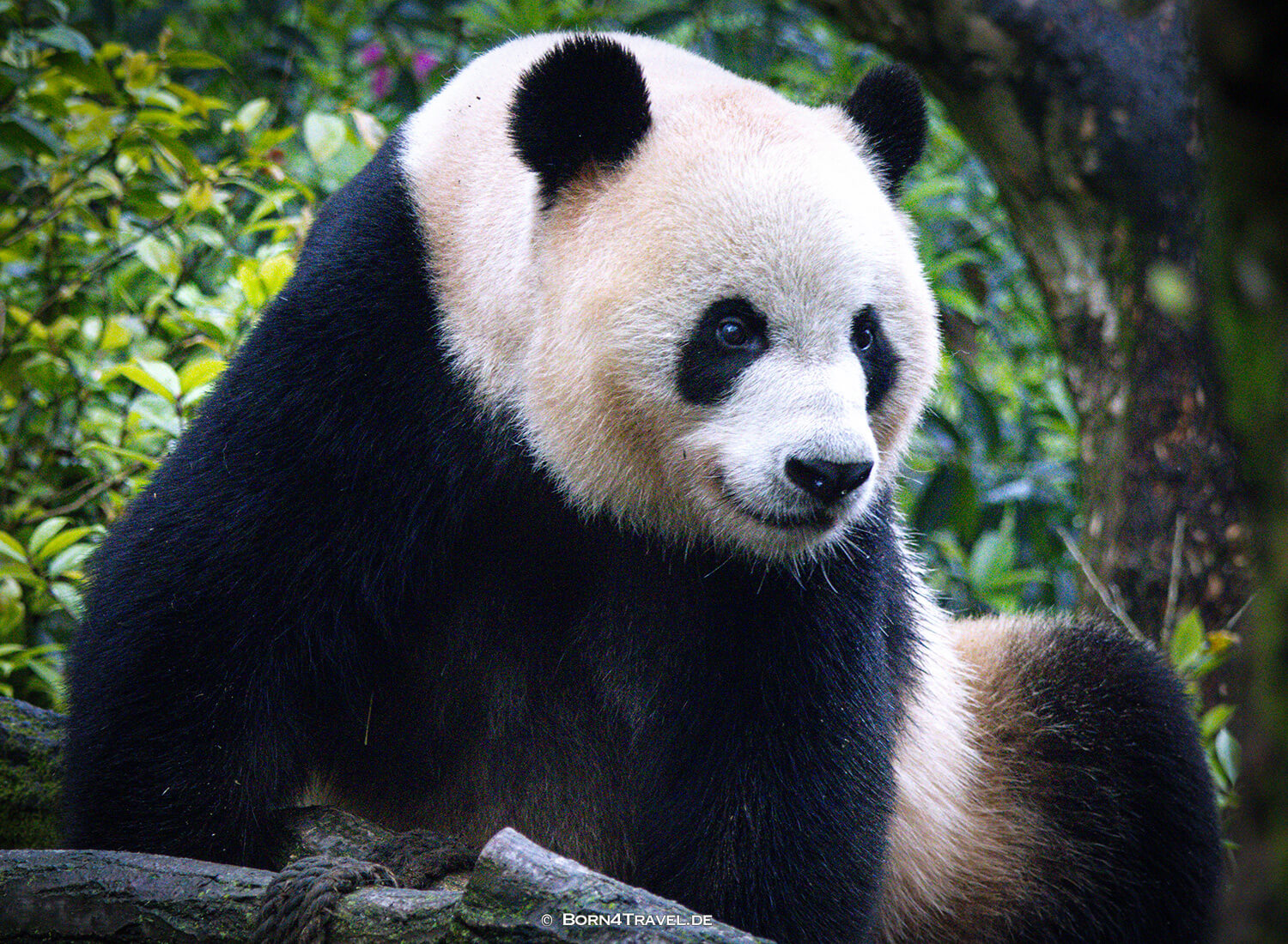 Dujiangyan Panda Park,Panda Valley, Chengdu,China2026,born4travel.de