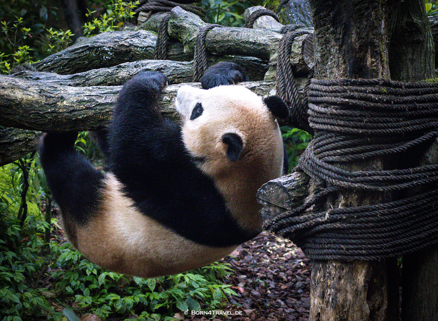 Dujiangyan Panda Park,Panda Valley, Chengdu,China2026,born4travel.de
