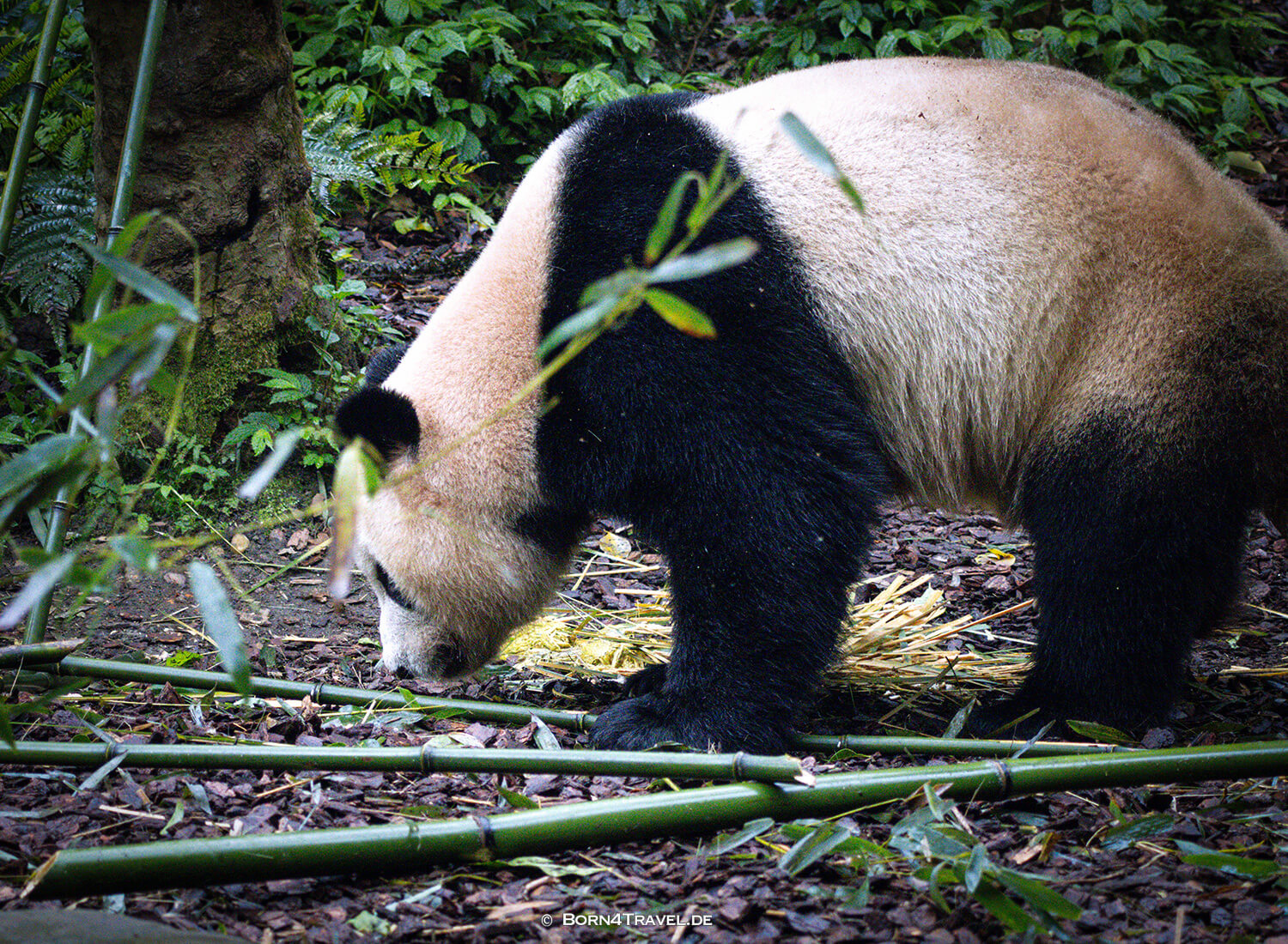 Dujiangyan Panda Park,Panda Valley, Chengdu,China2026,born4travel.de