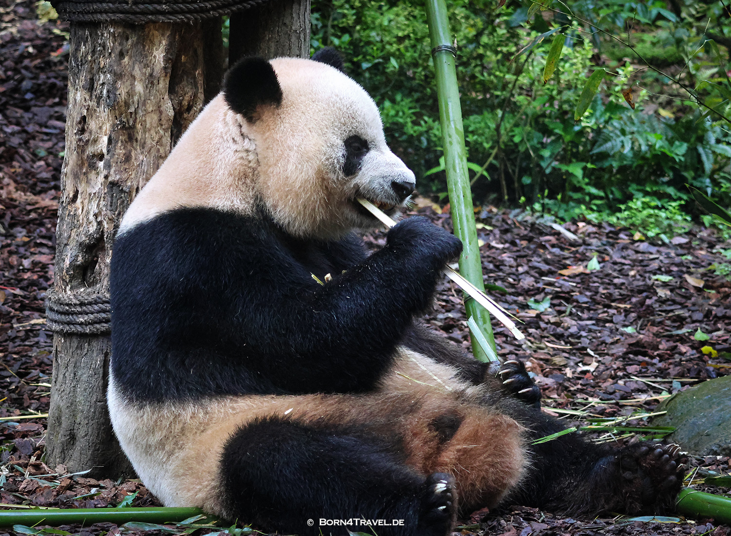 Dujiangyan Panda Park,Panda Valley, Chengdu,China2026,born4travel.de