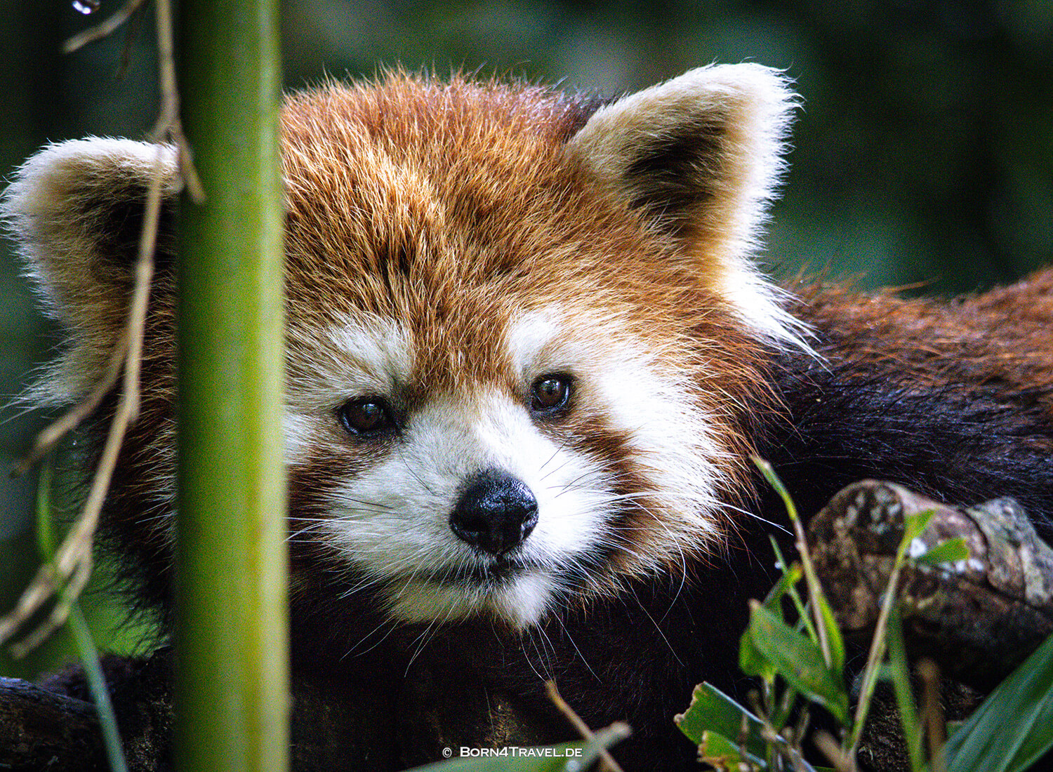 Roter Panda,Dujiangyan Panda Park,Panda Valley, Chengdu,China2026,born4travel.de
