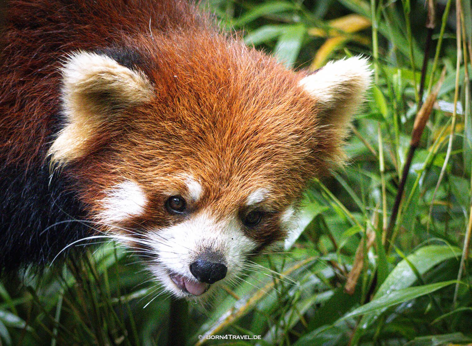Roter Panda,Dujiangyan Panda Park,Panda Valley, Chengdu,China2026,born4travel.de