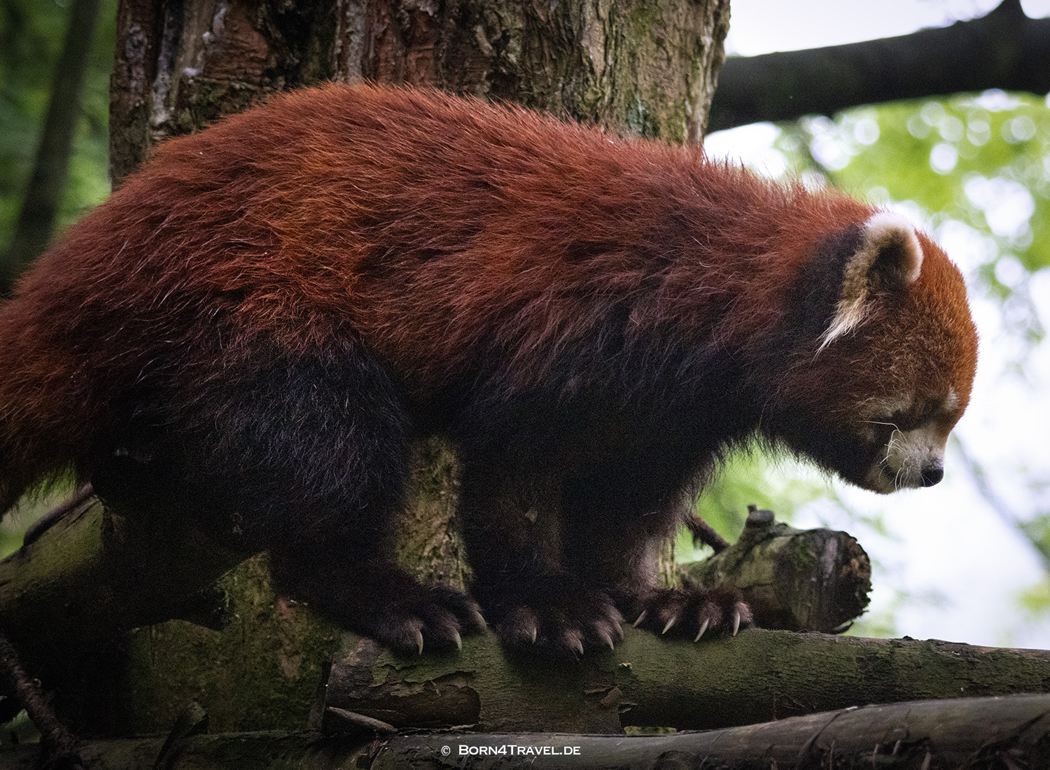 Roter Panda,Dujiangyan Panda Park,Panda Valley, Chengdu,China2026,born4travel.de