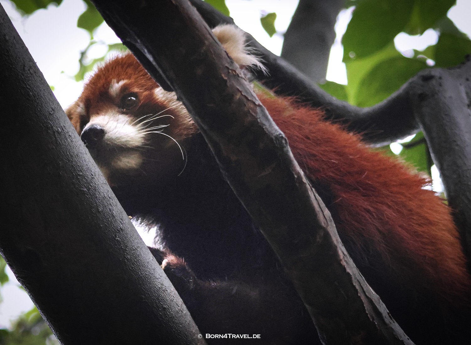 Roter Panda,Dujiangyan Panda Park,Panda Valley, Chengdu,China2026,born4travel.de