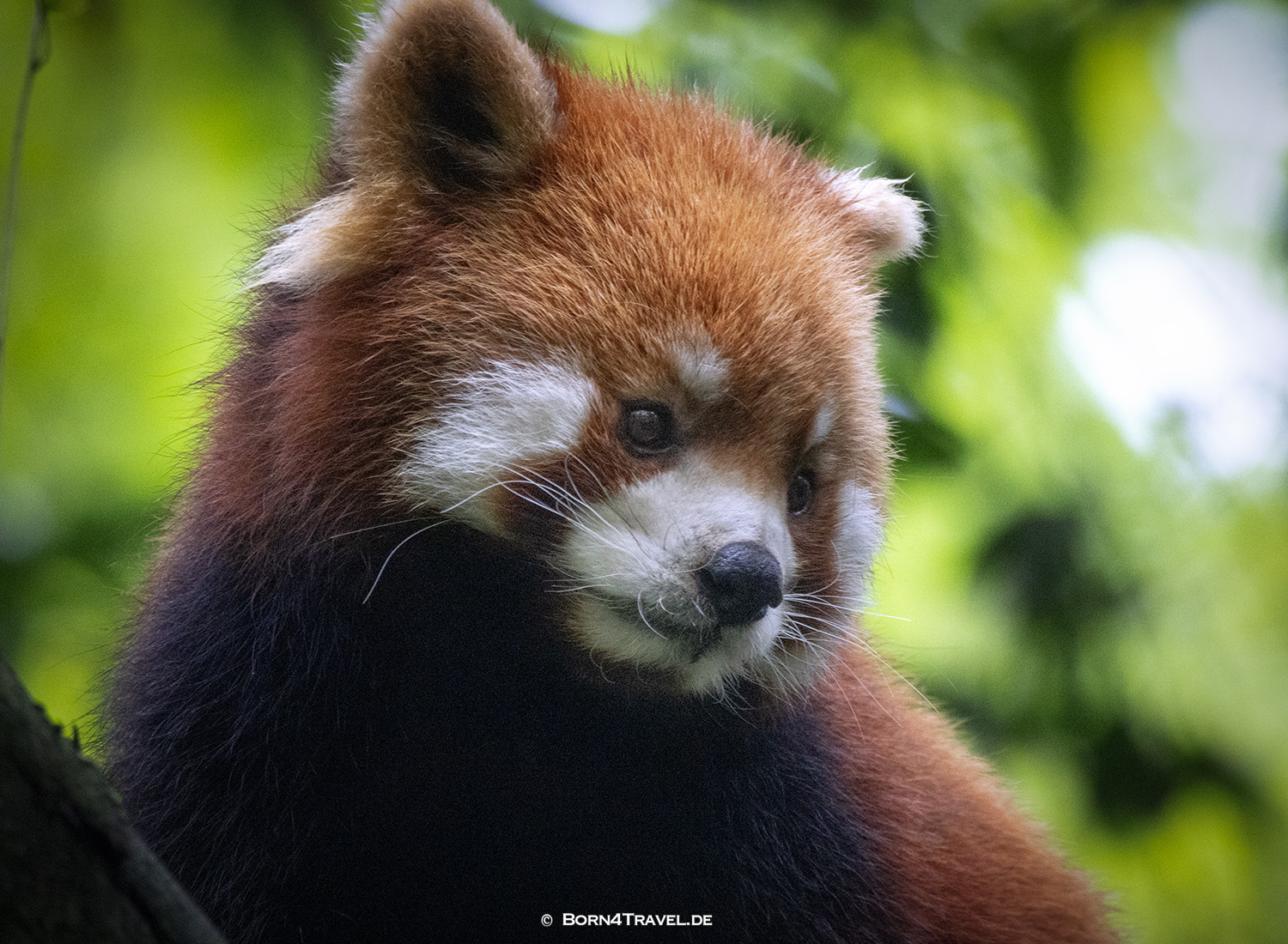Roter Panda,Dujiangyan Panda Park,Panda Valley, Chengdu,China2026,born4travel.de