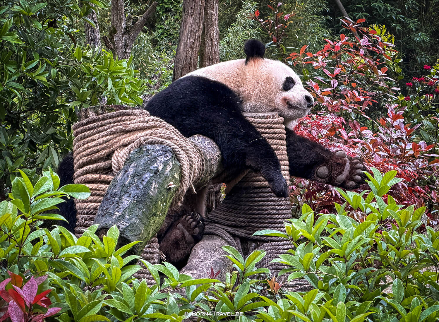 Dujiangyan Panda Park,Panda Valley, Chengdu,China2026,born4travel.de