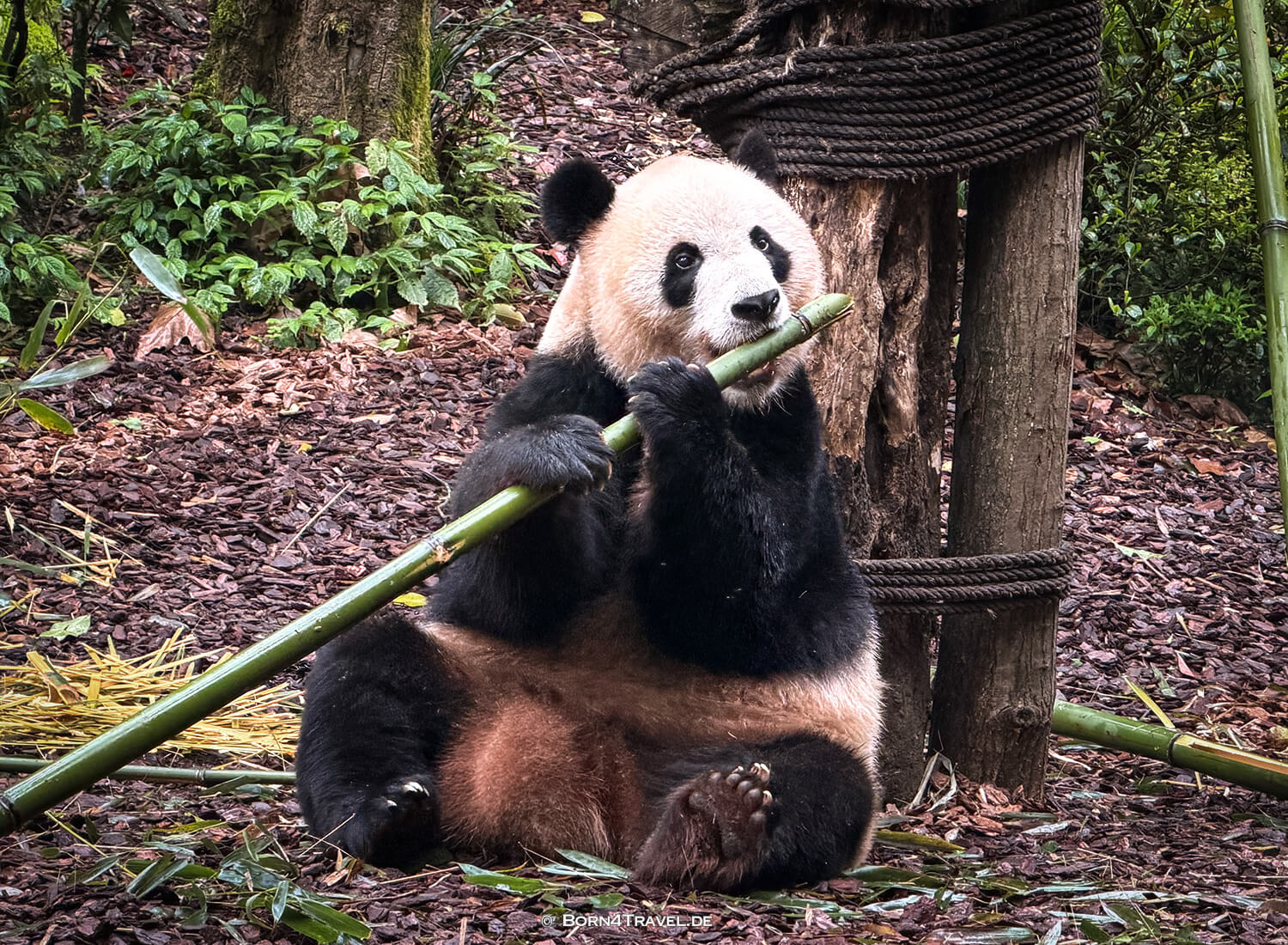 Dujiangyan Panda Park,Panda Valley, Chengdu,China2026,born4travel.de