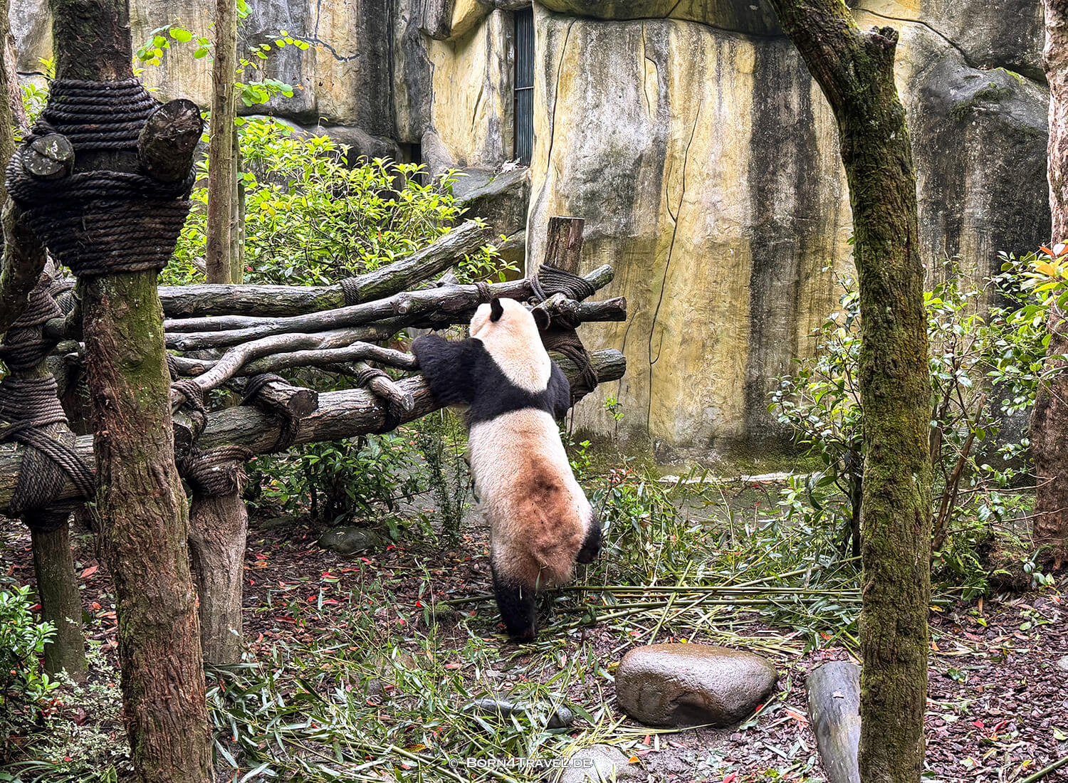 Dujiangyan Panda Park,Panda Valley, Chengdu,China2026,born4travel.de