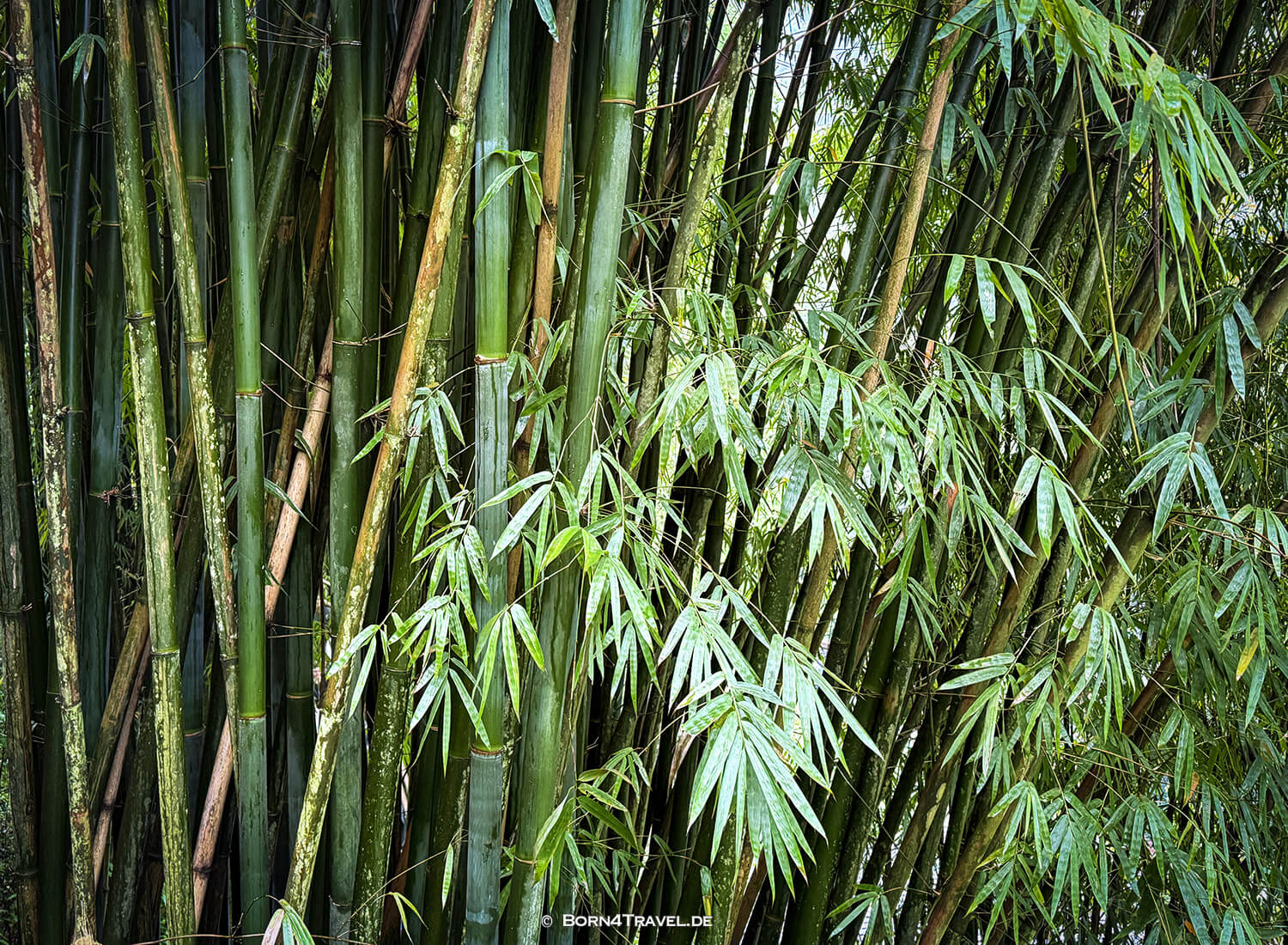 Sansheng Tempel,Dujiangyan Panda Park,Panda Valley, Chengdu,China2026,born4travel.de