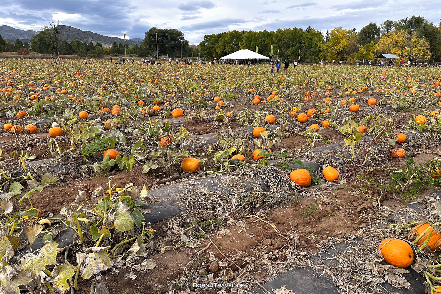 Pumpkin Festival,Denver Colorado,USA 2025,born4travel.de