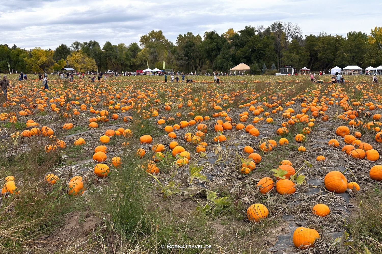 Pumpkin Festival,Denver Colorado,USA 2025,born4travel.de