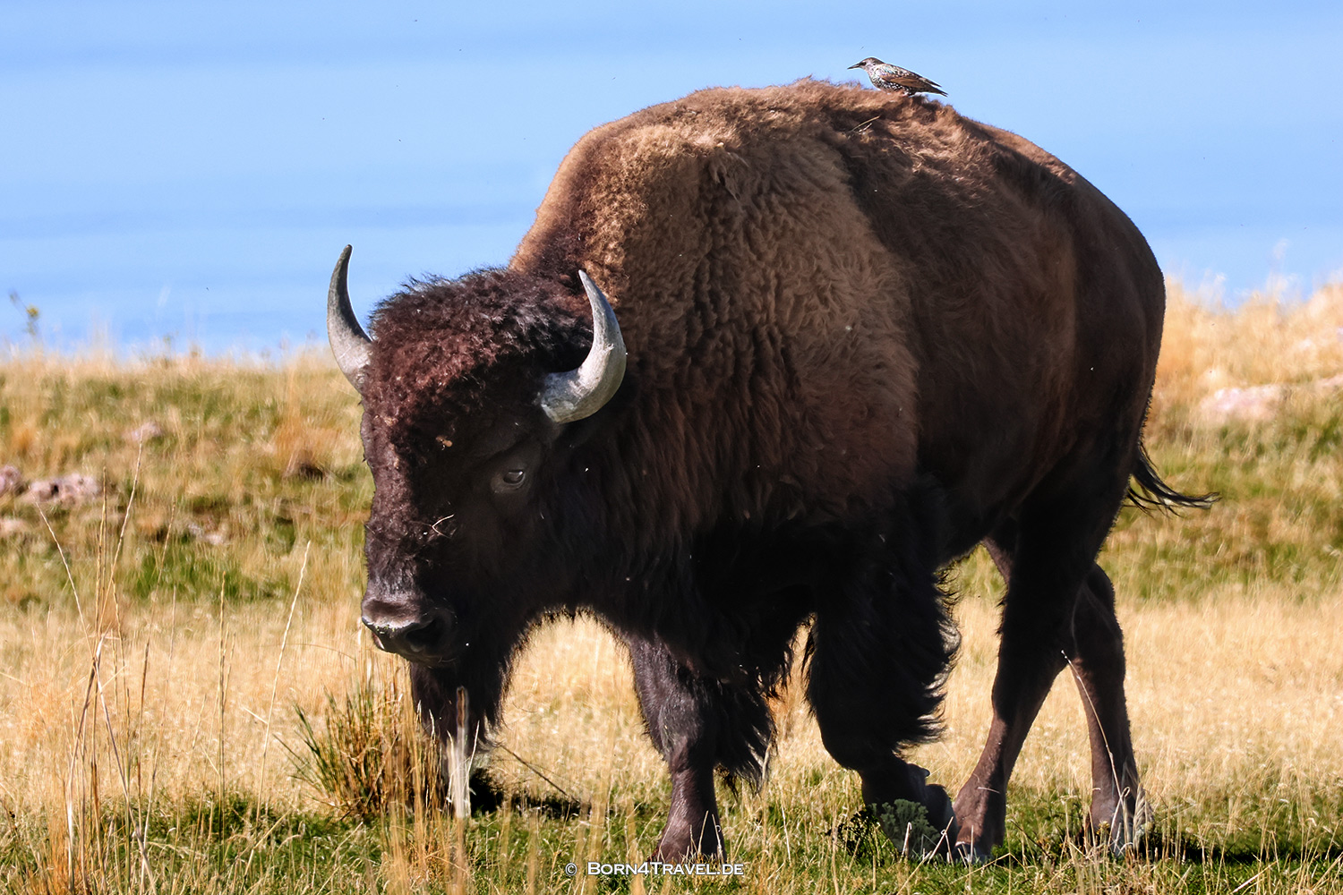 Antelope Islandl,Salt Lake City,Utah,USA2025,born4travel.de