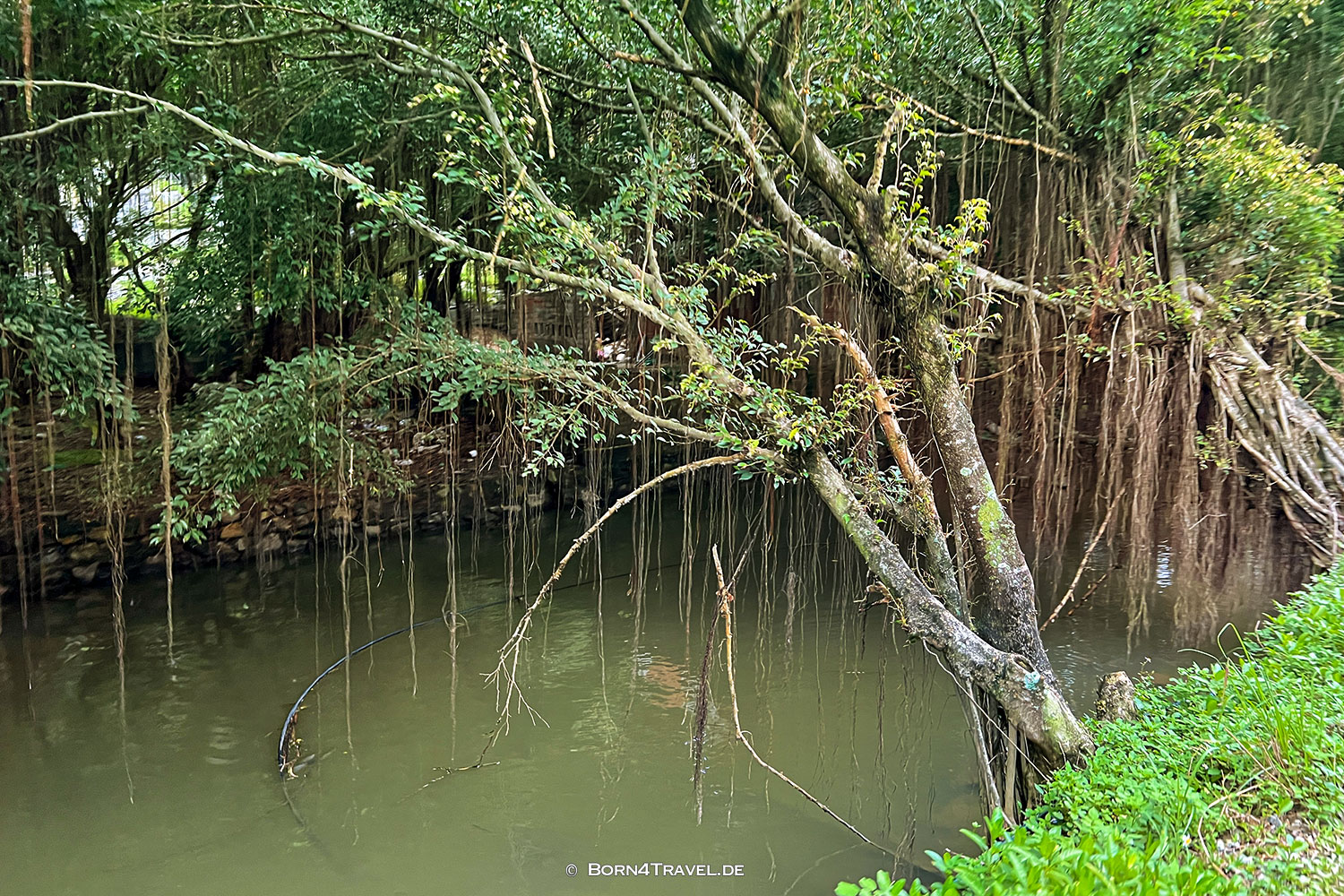 Hang Mua Eco Garden in  Xuân Sơn, Ninh Binh,Vietnam,born4travel
