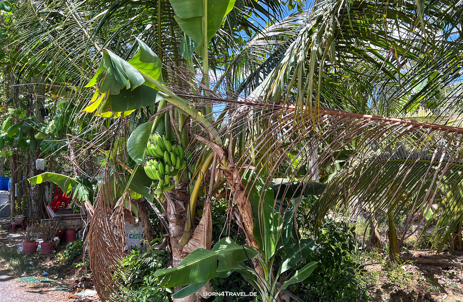 Mekong Ben Tre,Vietnam2025,born4travel.de Mekong Ben Tre,Vietnam2025,born4travel.de