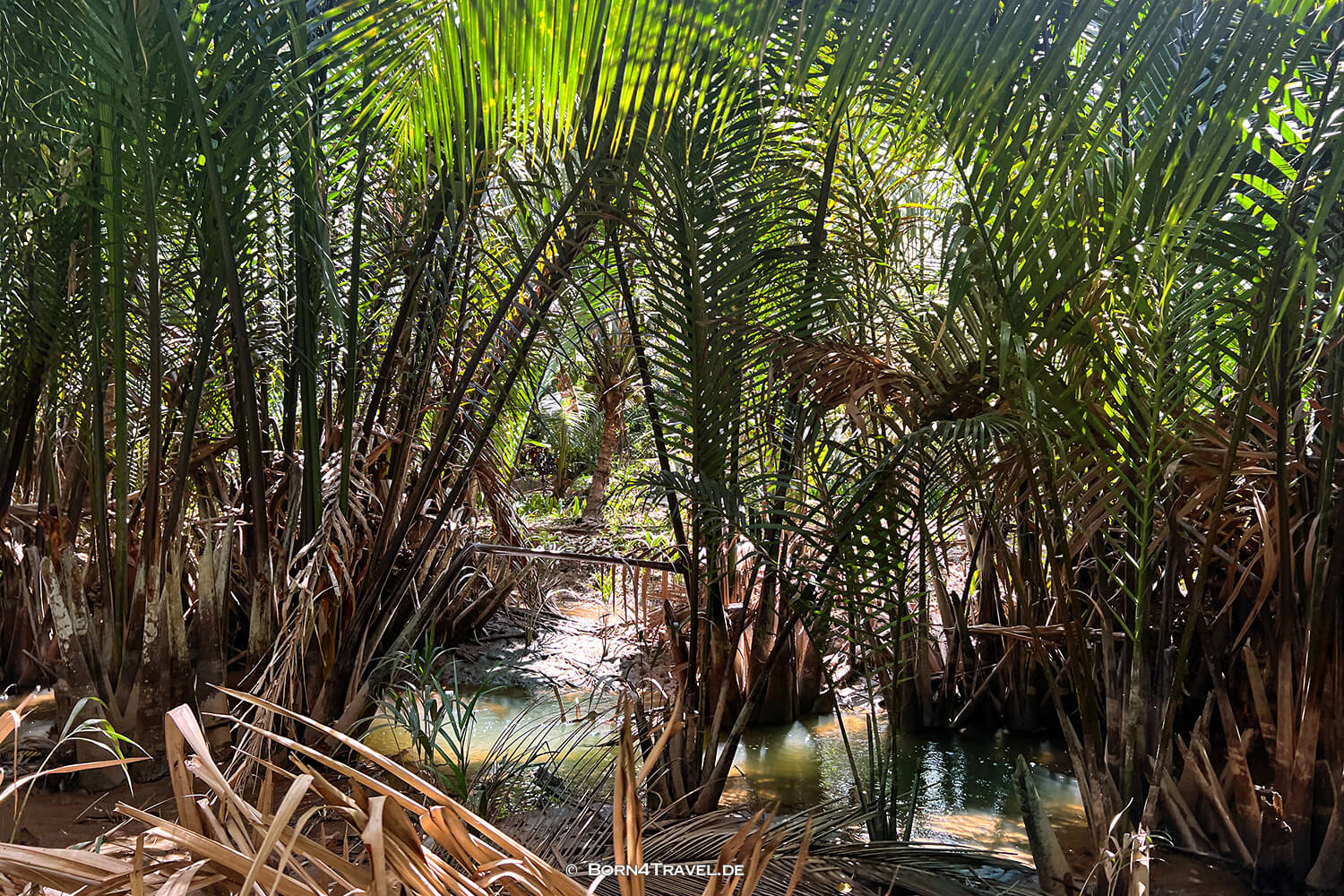 Mekong Ben Tre,Vietnam2025,born4travel.de Mekong Ben Tre,Vietnam2025,born4travel.de