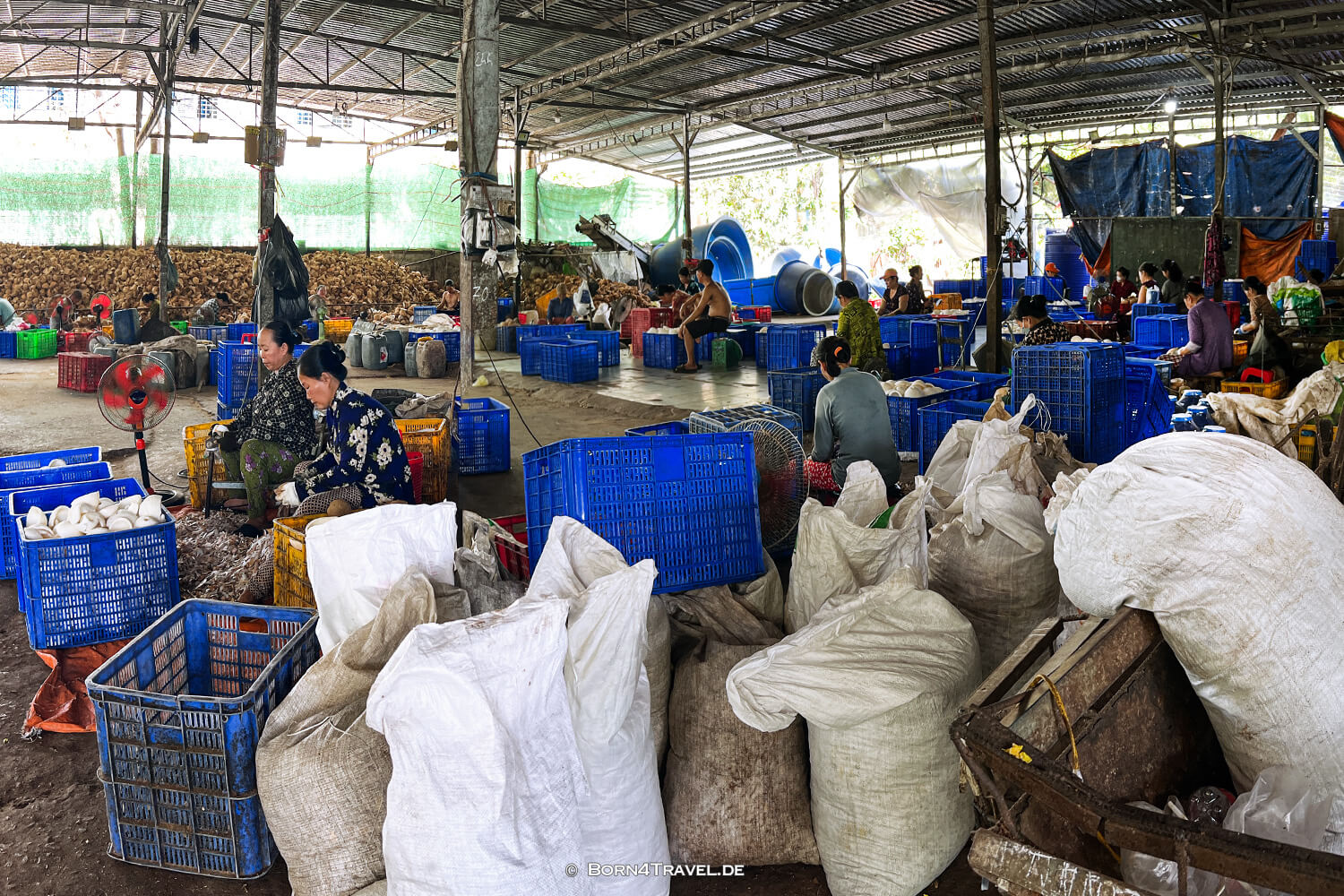 coconut processing company,Mekong Ben Tre,Vietnam2025,born4travel.de coconut processing company,Mekong Ben Tre,Vietnam2025,born4travel.de
