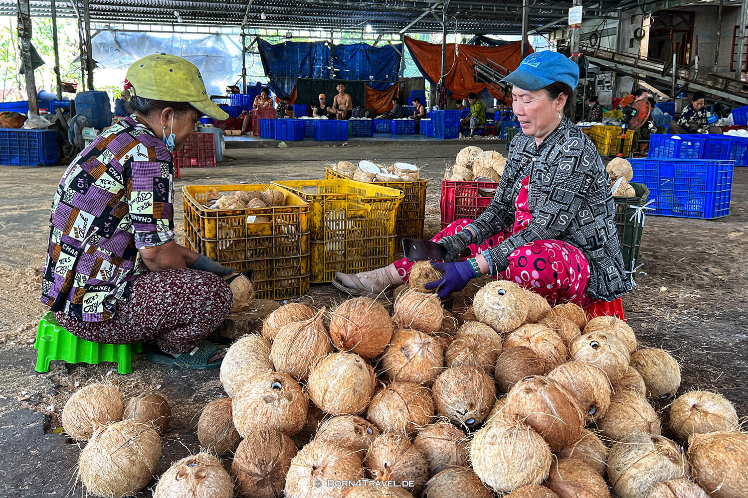 coconut processing company,Mekong Ben Tre,Vietnam2025,born4travel.de coconut processing company,Mekong Ben Tre,Vietnam2025,born4travel.de